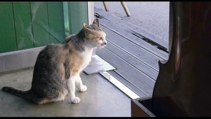 봄날엔 고양이 영화...일상 속 잔잔한 위로 / YTN