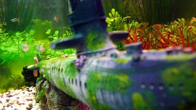 Most beautiful color fishes swimming in the ocean