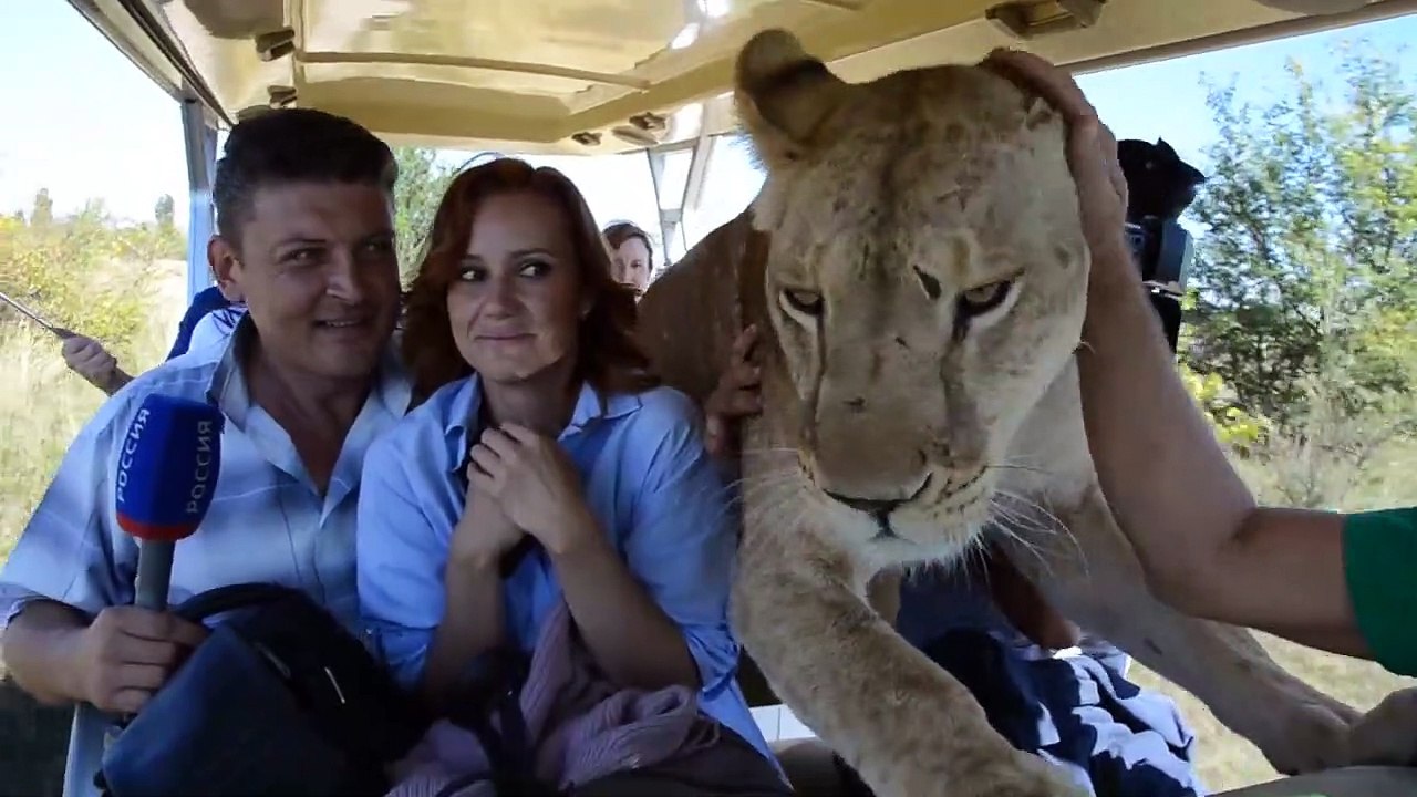 Un tigre attaque une femme sortie de sa voiture (Parc safari) - Vidéo  Dailymotion