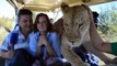 Une lionne s'incruste dans une voiture de touristes... Pas très rassurant