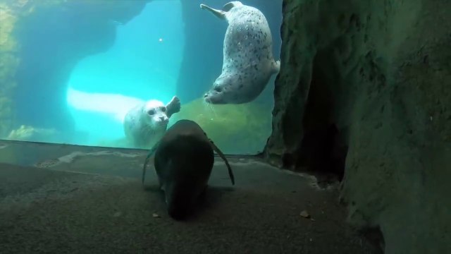 Un pingouin découvre ses nouvelles voisines les otaries