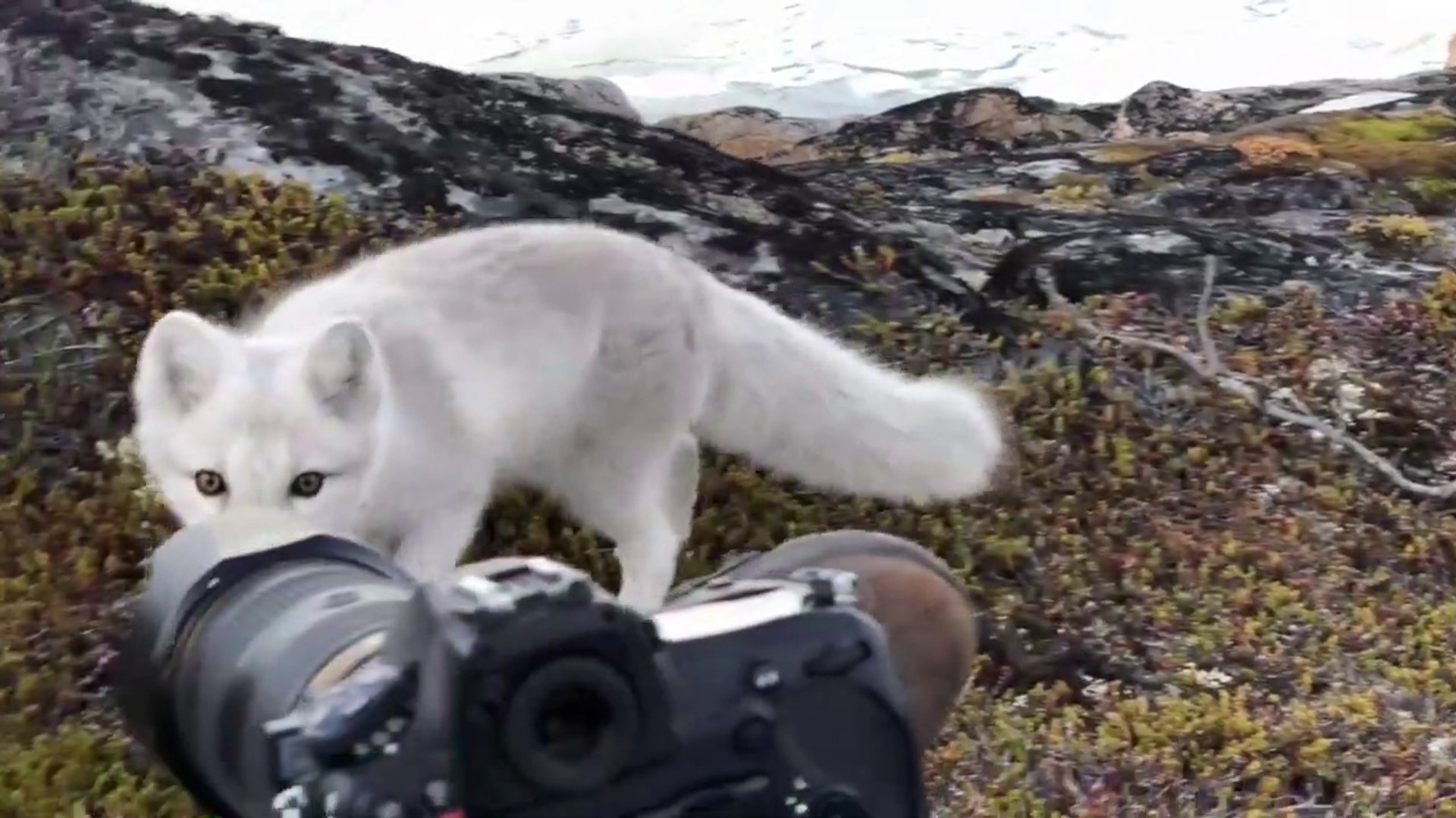 Ce Petit Renardeau Polaire Est Tres Curieux Video Dailymotion