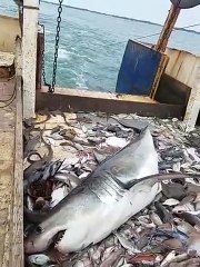 Regardez ce qu'il a attrapé dans ses filets