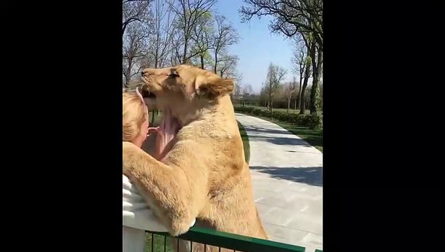 Retrouvailles émouvantes entre 2 lions et une dresseuse après 7 ans d'absence