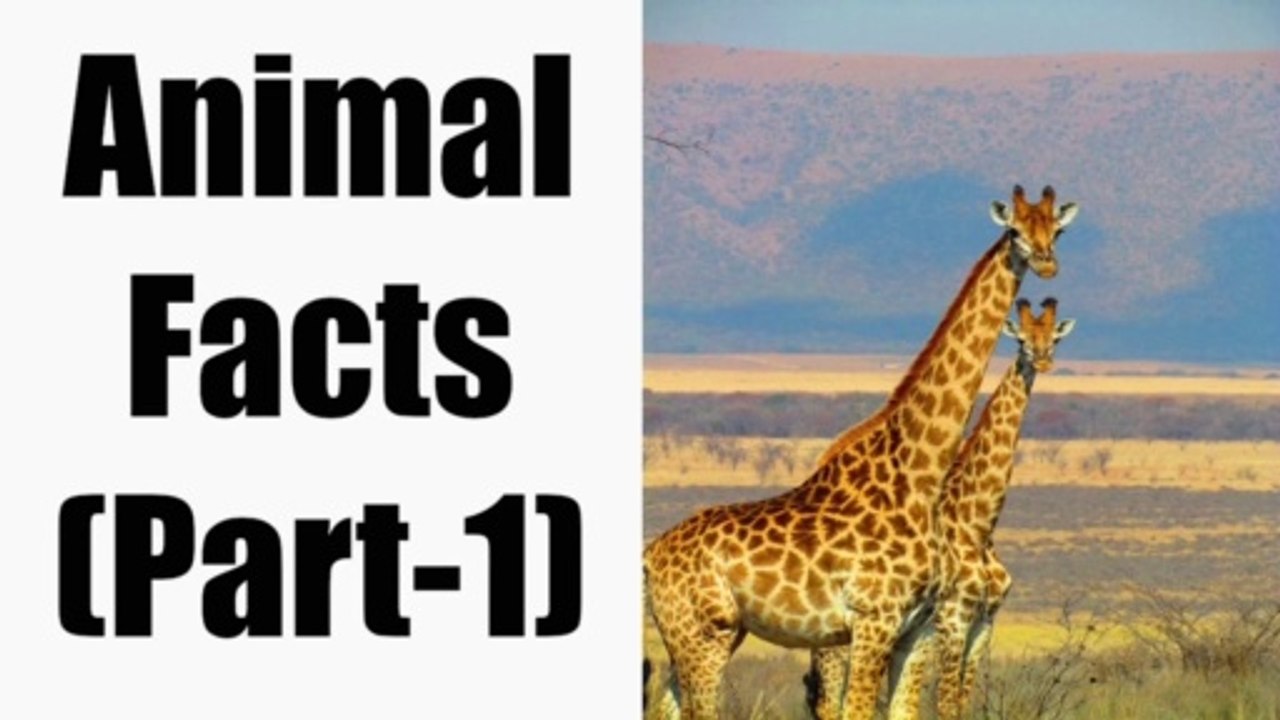 Animals Facts (Part-1)