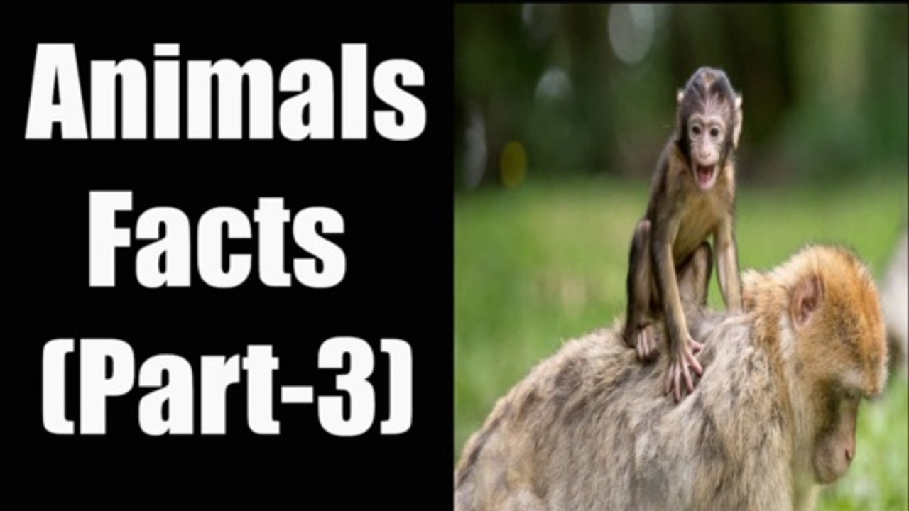 Animals Facts (Part-3)