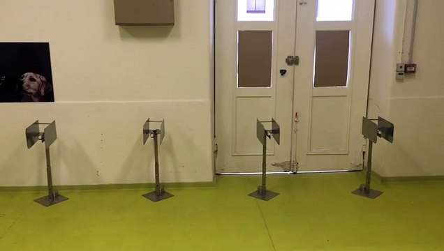 Des chiens dressés à la recherche de stupéfiants et d’explosifs dressés à identifier l’odeur du Covid chez des patients