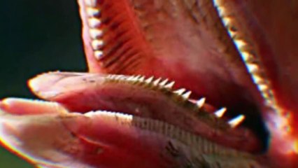 ¡12 Animales con los Dientes Más Aterradores!