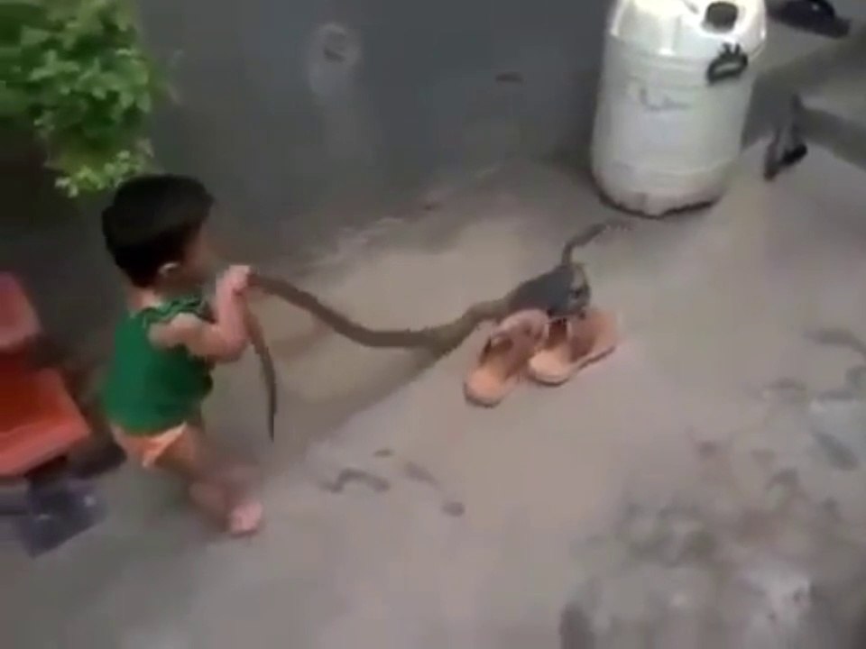 viral VIDEO