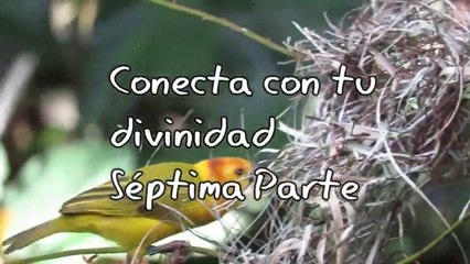 CONECTA CON TU DIVINIDAD SÉPTIMA PARTE