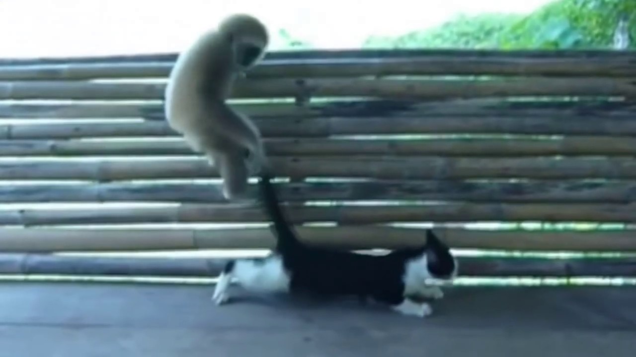 VIRAL2
