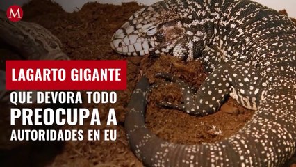 Lagarto gigante que devora todo preocupa a autoridades en EU