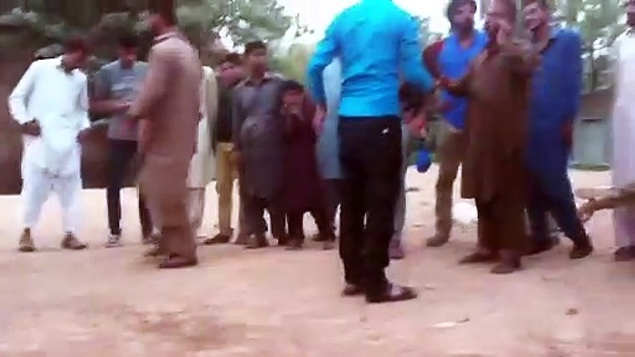 aseel fight