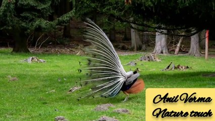 peacock beautiful video/peacock beautiful dance/nature touch/मोर की दुनिया/peacock beautiful clipe//By Anil Verma..9.