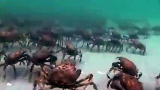 Army of crabs headed somewhere