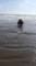 People try to Rescue Dolphin Stuck on Shore by Pushing it Back Into Water