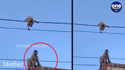 ತಾಯಿ ಅಂದ್ರೆ ಹೀಗೆ ಅಲ್ವಾ? ತನ್ನ ಮಗುವಿನ ರಕ್ಷಣೆಗೆ ಏನ್ ಮಾಡೋಕೂ ರೆಡಿ | Oneindia Kannada