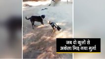 Cock-Dogs Fighting Video जब दो कुत्तों से अकेला भिड़ गया मुर्गा, देखें लड़ाई में किसकी हुई जीत