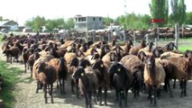 MUŞ Kuzuların, anneleriyle buluşmasında renkli görüntüler