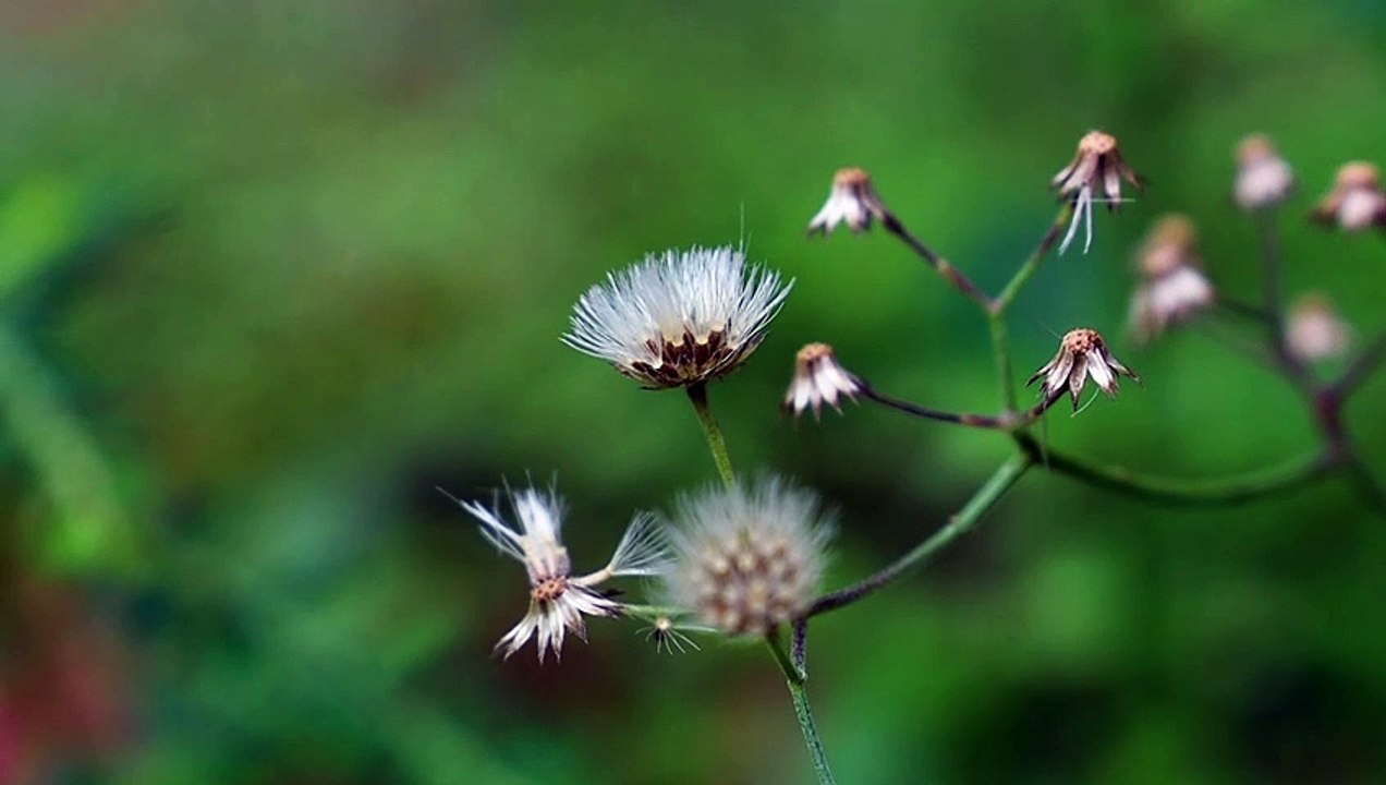 Faded Wild Flowers | Download Royalty Free HD Stock Video Footage | Beautiful Sri Lanka | #21