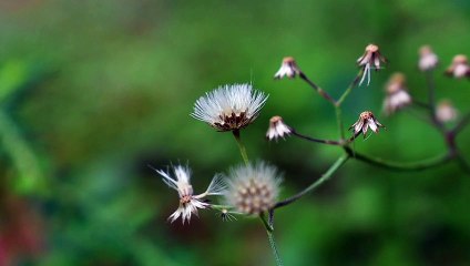 Faded Wild Flowers | Download Royalty Free HD Stock Video Footage | Beautiful Sri Lanka | #21