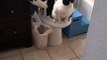 Ces 2 chats vont aux toilettes comme des humains et en même temps !