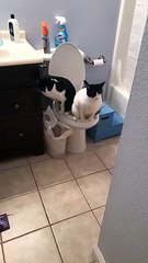 下载视频: Ces 2 chats vont aux toilettes comme des humains et en même temps !