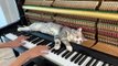Fainéant, ce chat reste allongé sur le piano pendant qu'on joue !