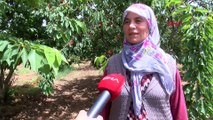 Tarım işçisi kadınların 40 derece sıcakta zorlu mesaisi