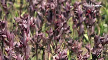 Bu ürünü eken kazanıyor! Kilosunu 70 liraya satan var