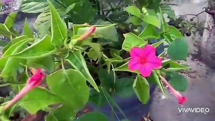 Rongila Baroi re by labany Adhikary