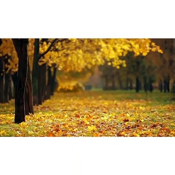 Beauty of nature | Drone Aerial View | MSra Talk |