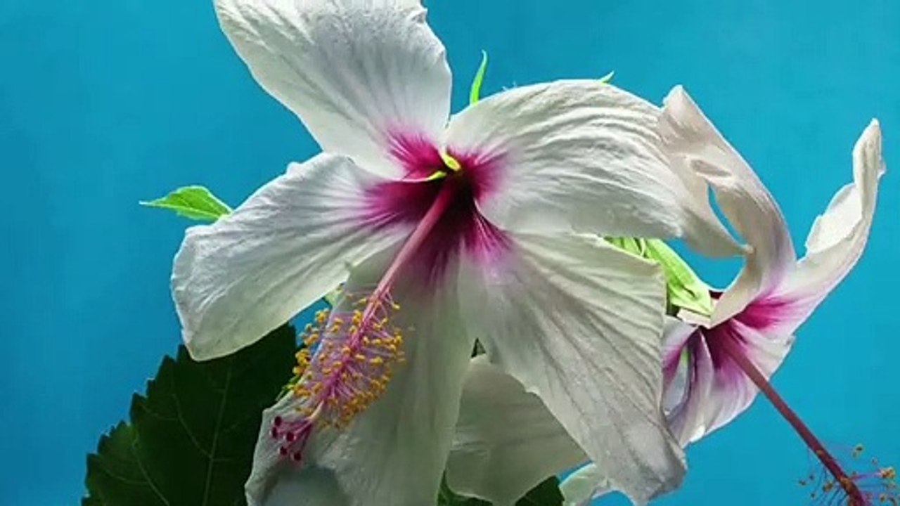 Breathing nature