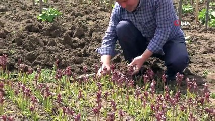 Salep Çiftçinin Yüzünü Güldürdü