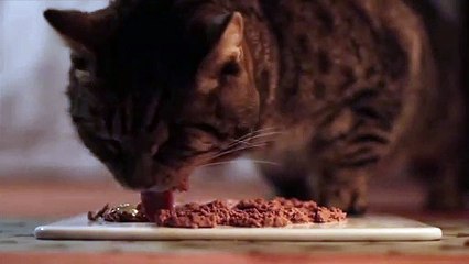 Cat eating ASMR but it's not actually