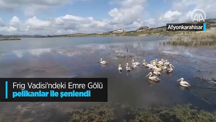 Frig Vadisi'ndeki Emre Gölü pelikanlar ile şenlendi