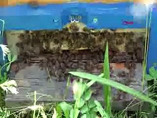 Arıcılar yaylalara çıkmaya başladı