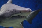 La Guardia Civil alerta a la ciudadanía de la presencia de un tiburón de 8 metros