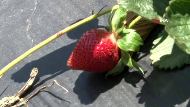 Hatay'ın zeytin üretimiyle ünlü Altınözü ilçesinde çiftçiler, alternatif olarak çilek tarımına...