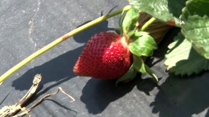 Hatay'ın zeytin üretimiyle ünlü Altınözü ilçesinde çiftçiler, alternatif olarak çilek tarımına...