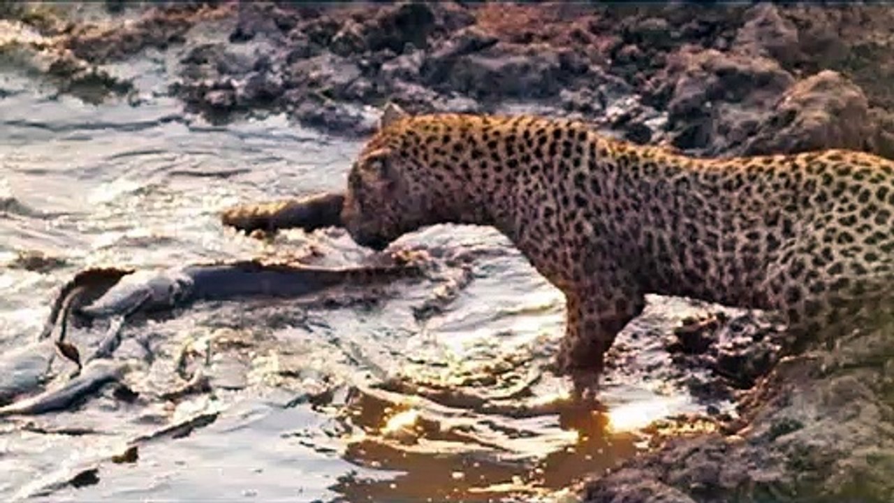 Fish in Small Puddle Doomed by Hungry Leopard | Kruger Sightings