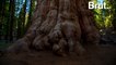General Sherman: the largest living organism in the world