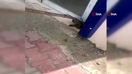 Sıcaklar tavan yaptı, yılanlar ortaya çıkmaya başladı