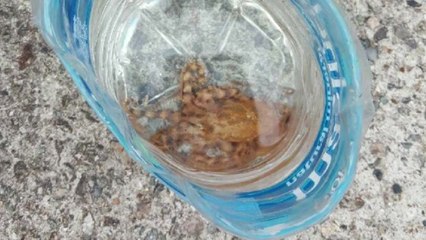 울산 앞바다서 맹독성 파란고리문어 발견 / YTN