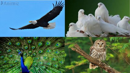 DOPE Personality (Dove, Owl, Peacock, Eagle) - Part 2