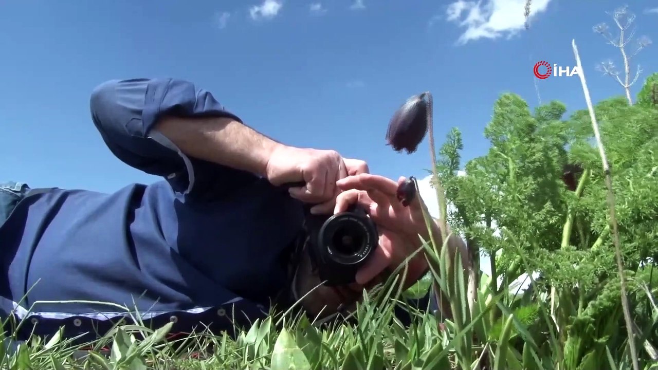 Erzurum Dağlarının Ters Laleleri '"Hüzün Çiçeği" Açtı