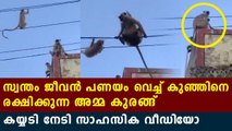 viral video of Mother monkey saving her child | Oneindia Malayalam