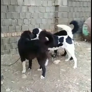 iRAN MASTiF COBAN KOPEKLERi - PERSiAN MASTiFF SHEPHERD DOGS