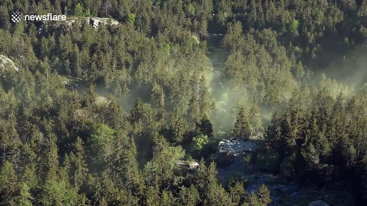 Large clouds of pollen shroud the air above Swiss pine forest