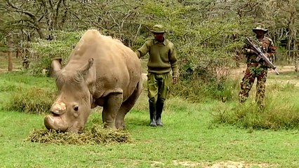 Kenya: Lack of funds puts conservation projects at risk